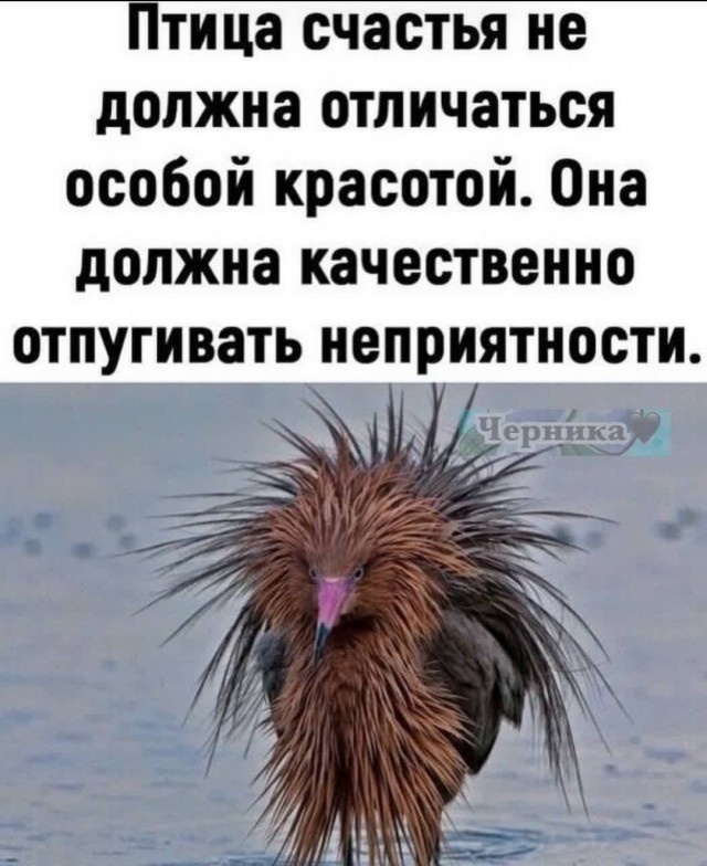 Здесь есть орнитологи? Что это за птица?