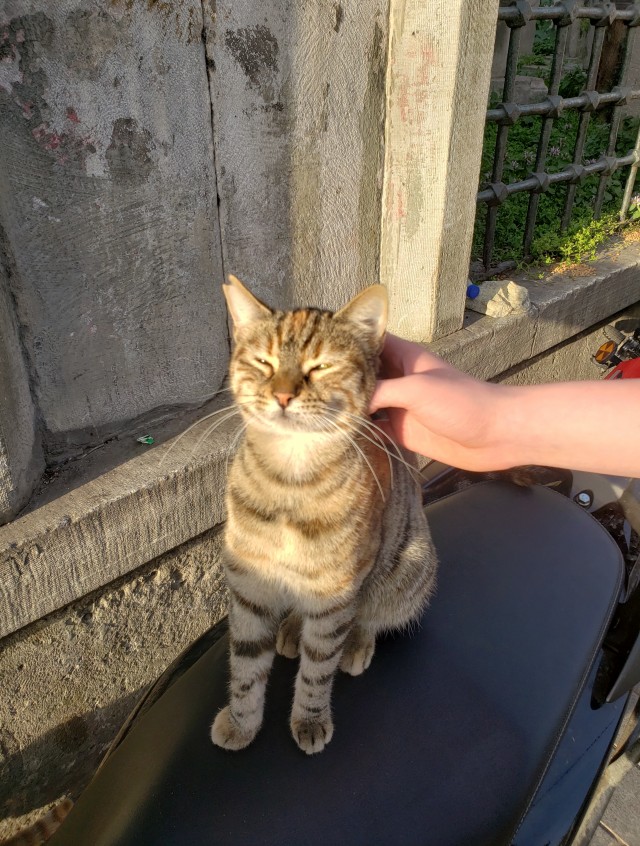 Стамбульские котики