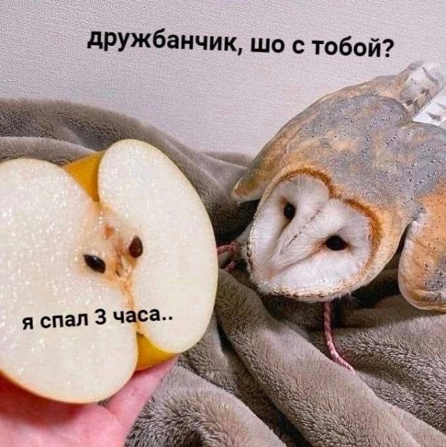 Никакие картинки