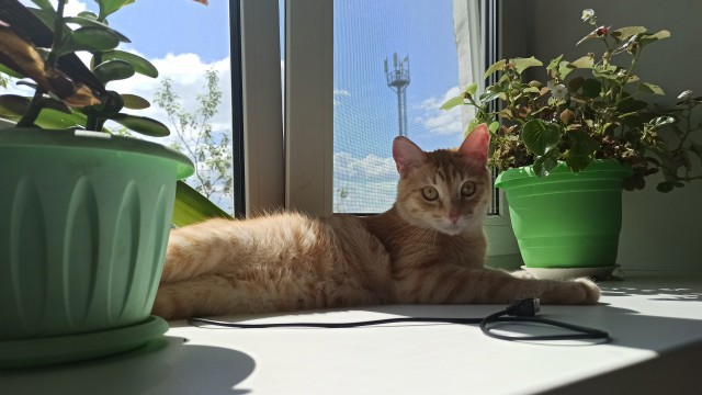 Котовторник