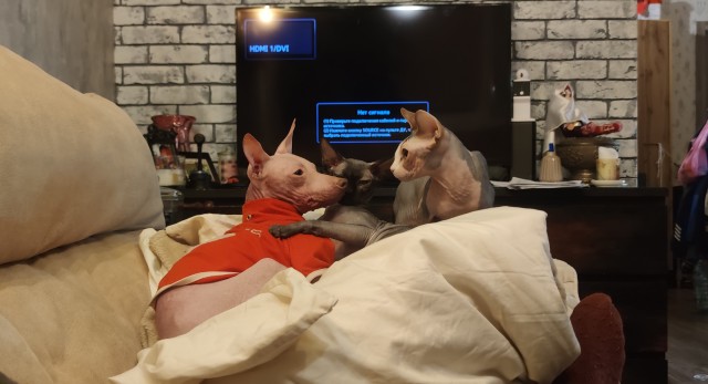 Котовторник