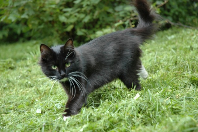 Котовторник 21.05.2013