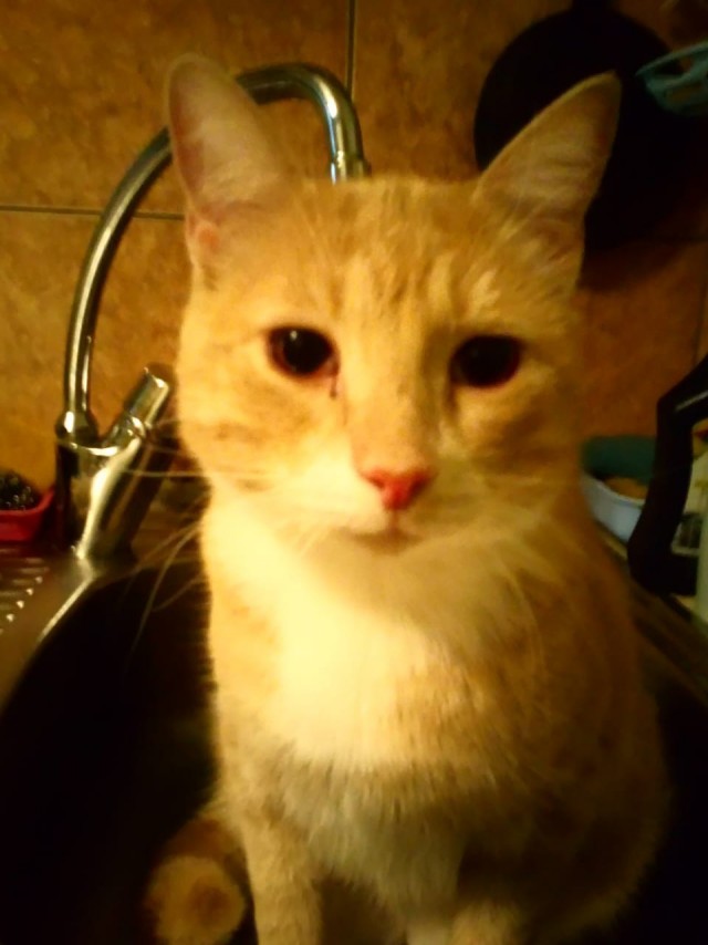 Котовторник в картинках