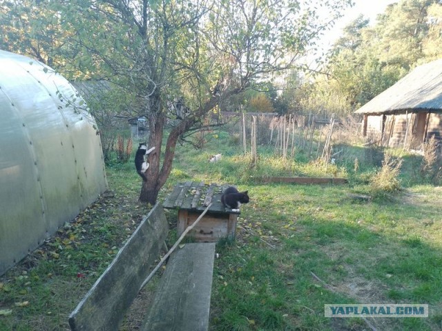 Жизнь домашнего приюта для котеек 517