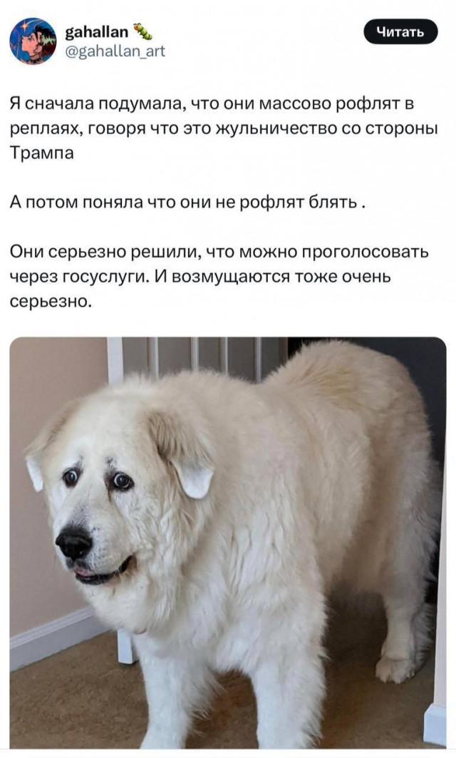 В Хвиттере американцы всерьёз поверили мему, что россияне голосовали за Трампа через Госуслуги