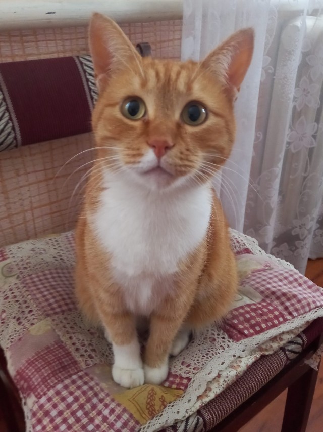 Котовторник в картинках
