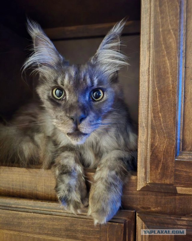 Котовторник