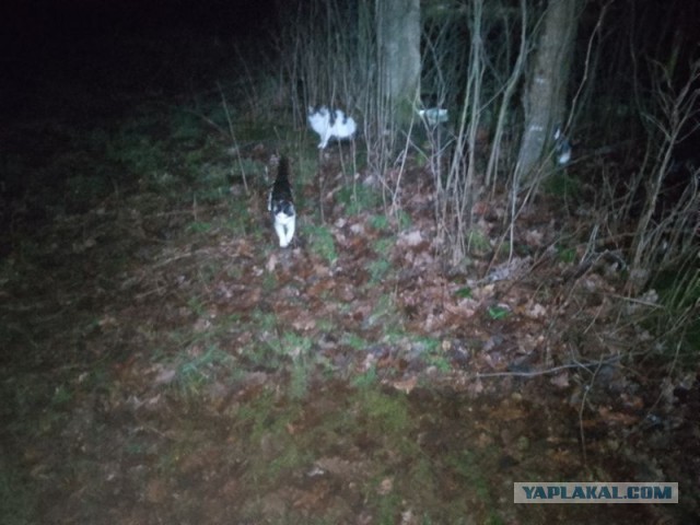 Жизнь домашнего приюта для котеек 530