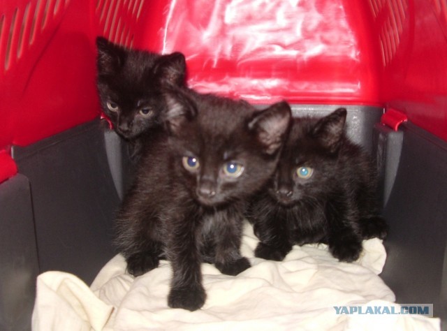 Помогите пристроить 3 черных котят!