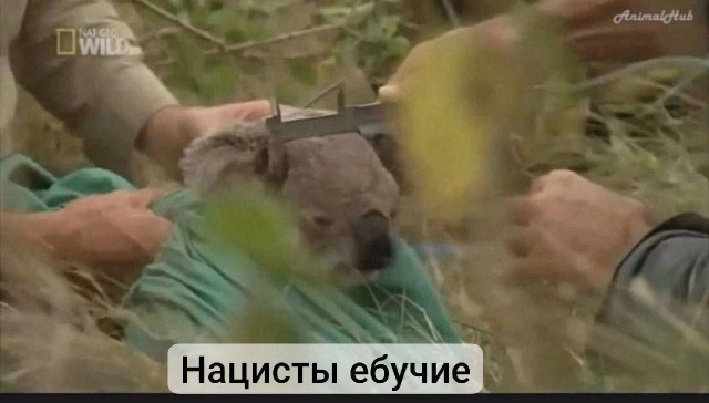 Пост картинок без морали