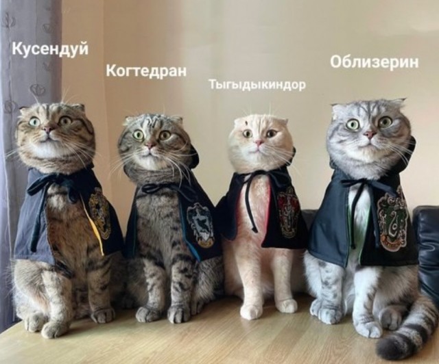 Картинки для деградации 42 (разной степени свежести)