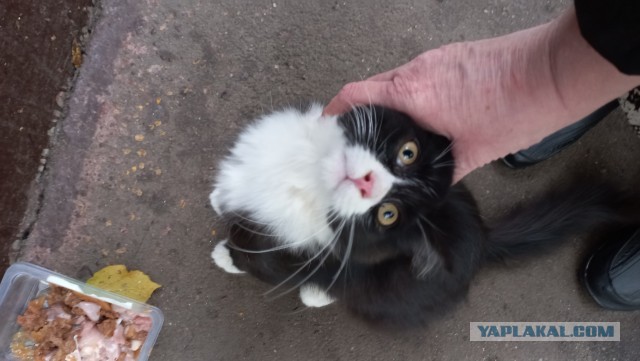 Ищу дом для одного котенка
