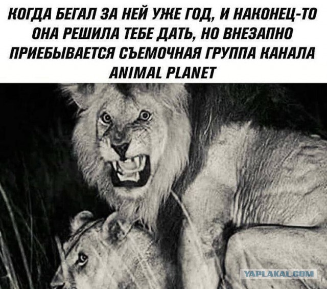 Веселые картинки в понедельник (23.03)