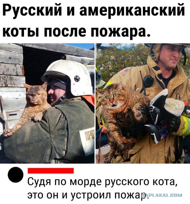В США пожарные спасли рыжего кота, застрявшего в кресле