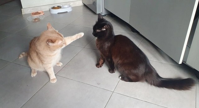 С котовторником!