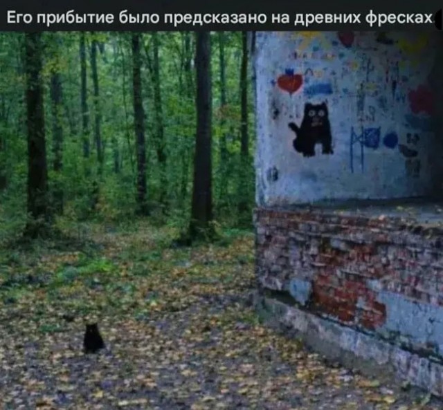 Подборка картинок к котовторнику