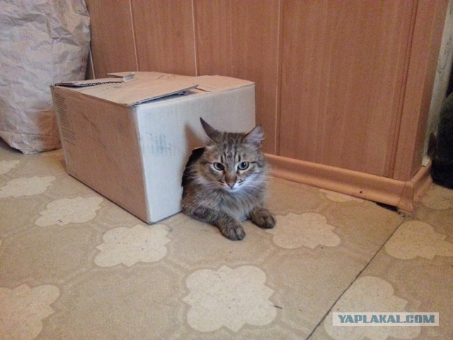 Котовторник 8.10.2013