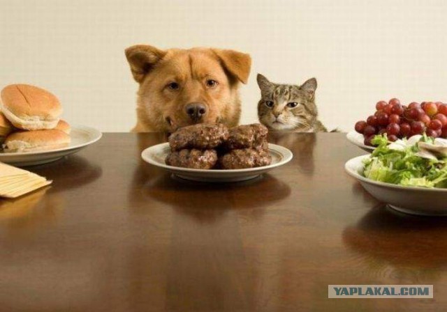 Весёлые картинки. Разбавим будни