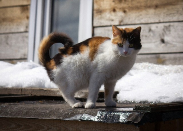 Котовторник  08.04.2014