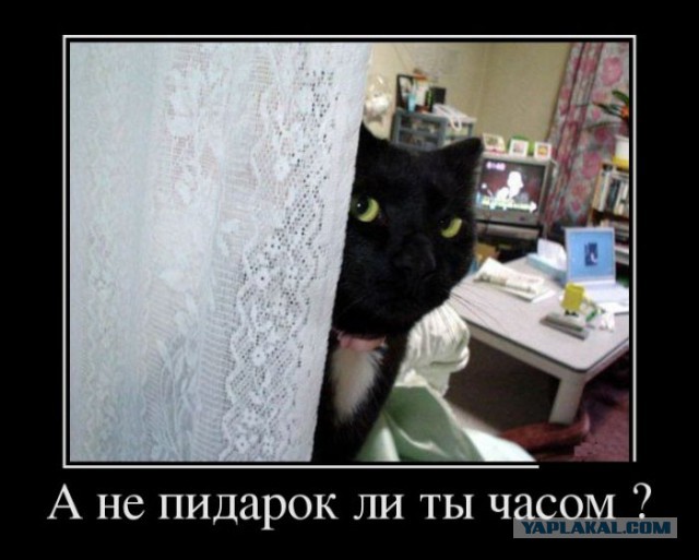 Коты иногда видят страшные вещи)
