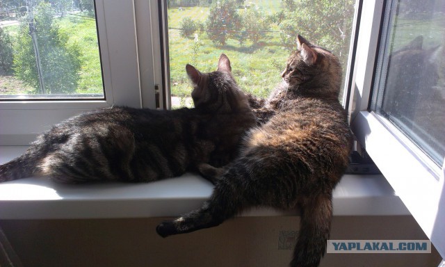 Котовторник 17.06.2014