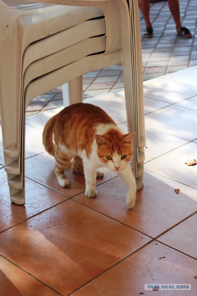 Котовторник 09.09.2014