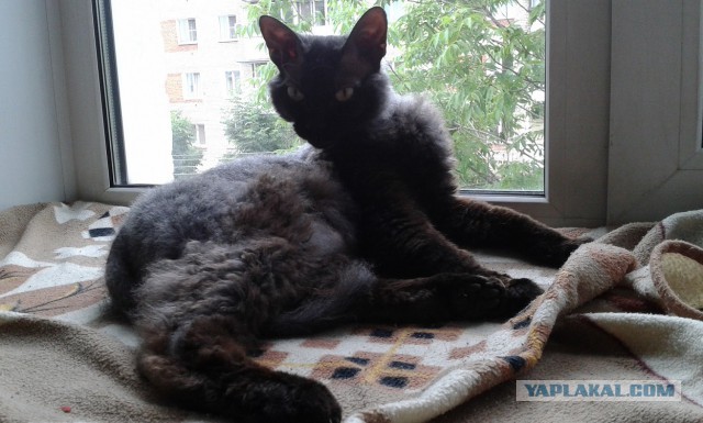 Котовторник 04.11.2014