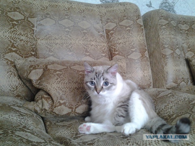 Самые популярные клички кошек и котов