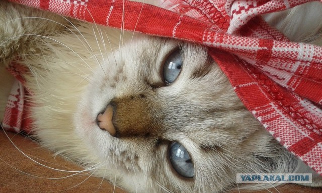 30 признаков, что ваш кот, возможно, планирует