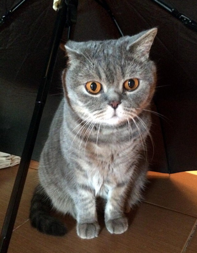 Котовторник