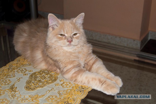 Котовторник 25.08.2015