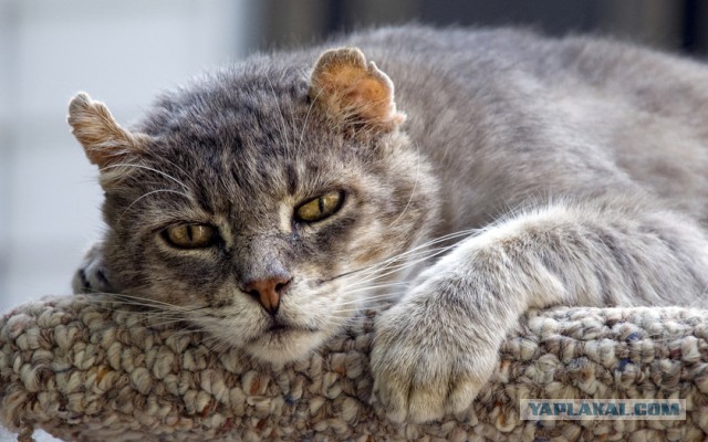 Котовторник