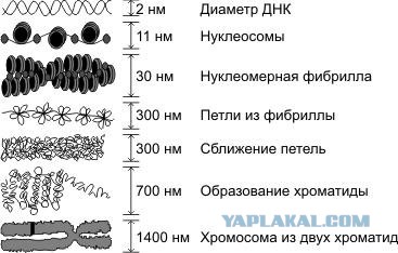 Мутагенная цепная реакция