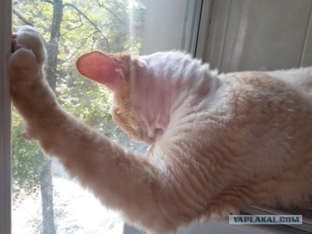 Котовторник 06.10.2015