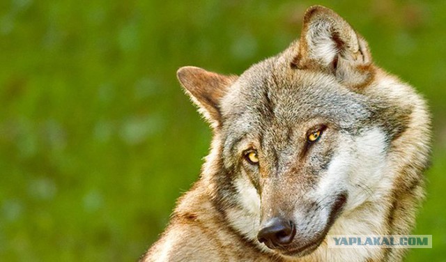 Подборка веселых картинок