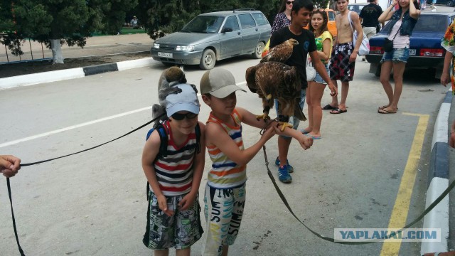 Аферы для туристов с животными в Крыму