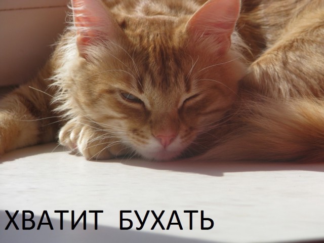 Котовторник
