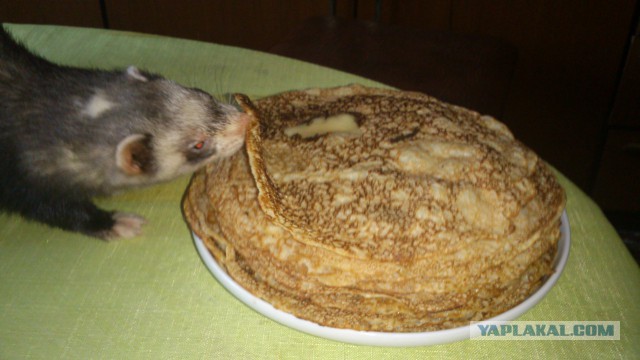 Что любят кушать кошки?