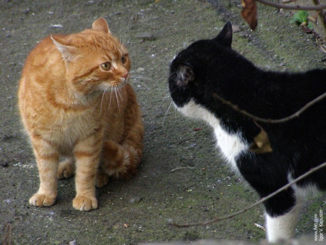 Коты, кошки, котята