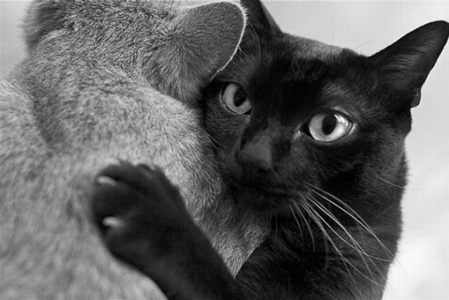 Демы к котовторнику!