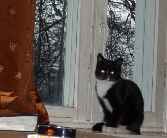 Зимний котомёт