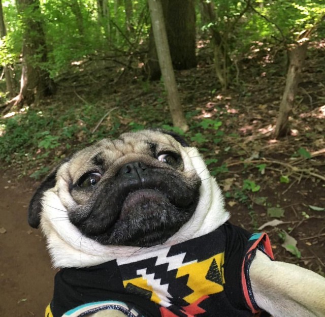 Прикольные животные
