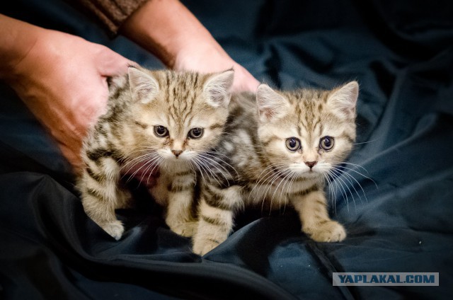 Котовторник 10.01.2017