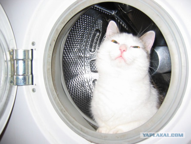 Котовторник 21.02.2017