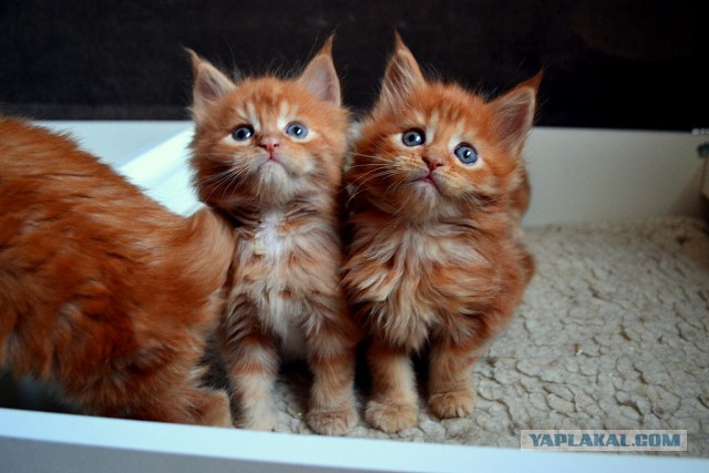 Джокер и его семья