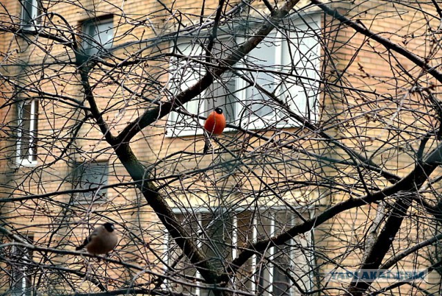 Джокер и его семья