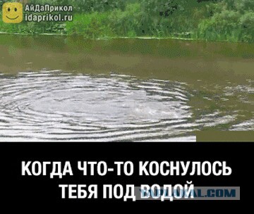«Пустил пузыри — тяни наверх». В Гомельской области рыбаки вытащили огромного сома весом 102 килограмма
