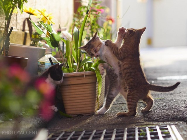 Крадущийся кусь, затаившаяся лапа. Фотограф снимает кошек, которые занимаются карате