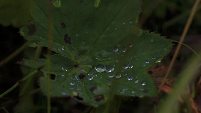 Просто Природа