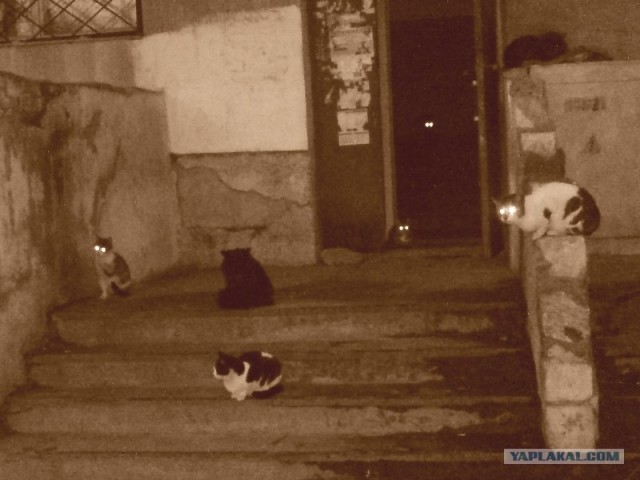 Котовторник на ЯПлакалъ (20.05.08), прикольные коты, добавляем свои!